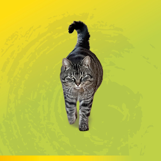 funjump-tp-quad-djuni